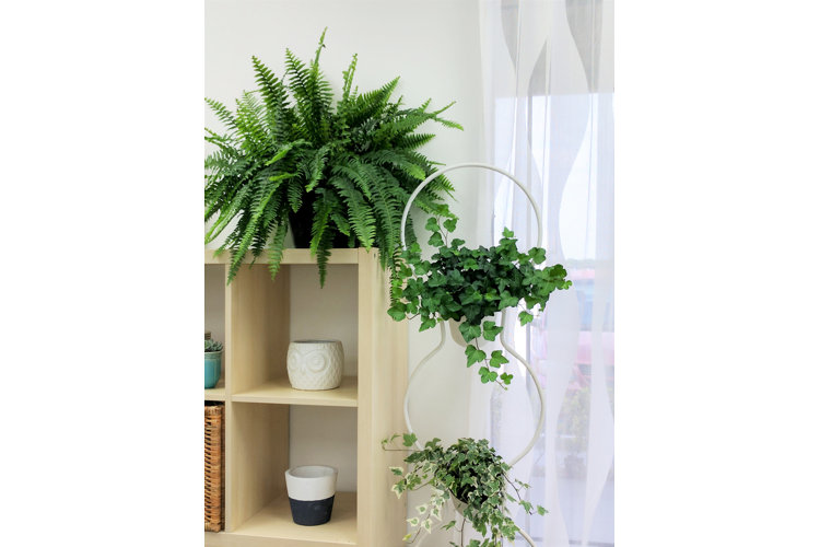 How to Arrange Plants in Your Living Room Wayfair